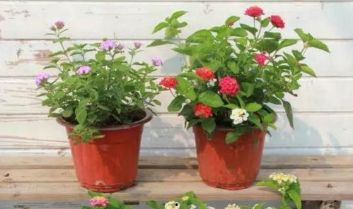 海星皮肤爆料视频下载最新,最新爆料视频深度解析 第3张 海星皮肤爆料视频下载最新,最新爆料视频深度解析 第3张